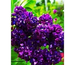 Саджанець Agro-Market Бузок насичено темно-фіолетового забарвлення Хвиля натхнення (Wave of inspiration) (преміальний посухостійкий невимогливий сорт) (47672) 1 шт. в упаковці