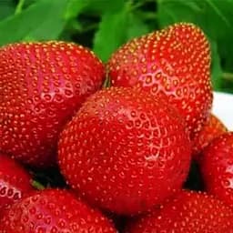 Саженец Agro-Market Клубника темно-вишневое Украшение сада (Decorating the garden) (премиальный высокоурожайный сорт) 5 шт. в упаковке (44709)