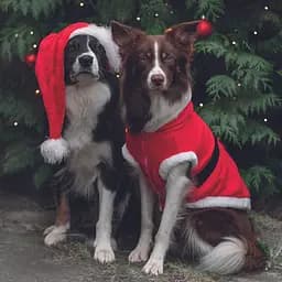 Попона для собак Trixie Різдвяна поліестер XS 44x30 см червона (925101_Christmas) - мініатюра 3