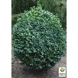 Саджанець Agro-Market Самшит вічнозелений Buxus sempervirens 2-х річний (38114) 1 шт. в упаковці - мініатюра 2