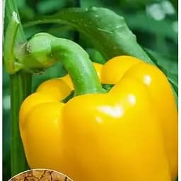 Насіння Весна на вагу Перець Золоте диво ціна за 1 г (22302)