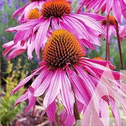 Эхинацея Пурпурная Садиба Центр Старлайт 0.1 г 