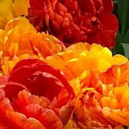 Тюльпан «Sunlover» (62504) 2 шт