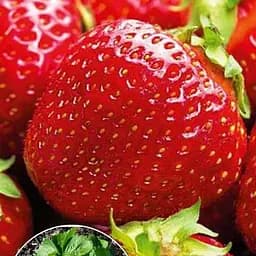 Саджанець Agro-Market Полуниця темно-червона Міс Всесвіт (Miss Universe) (преміальний, один з найбільш великоплідних сортів) 5 шт. в пакуванні (49973)