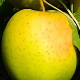 Саджанець Agro-Market Яблуня Голден Делішес Рейнджерс (зимовий сорт, пізній термін дозрівання) (36528) 1 шт. в упаковці - мініатюра 2