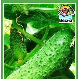 Семена Весна Огурец Ласточка F1 0.5 г (10505)