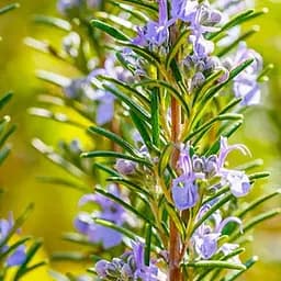 Розмарин "Barbecue", С2 (сильный, приятный аромат, идеален для гриля) (189781) 1 саженец в упаковке