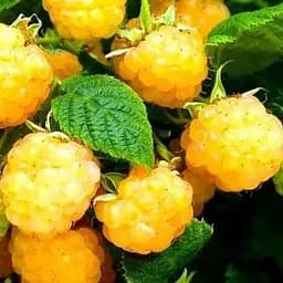 Малина Agro-Market "All Gold" (среднеранний срок созревания, крупноплодный сорт) 1-летний саженец (189518) 1 шт в упаковке