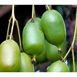 Саджанець Agro-Market Актинідія Загадкова (міні-ківі, яблучно-ананасовий смак, пізній термін дозрівання) 1 саджанець (177295)