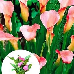 Саженец Agro-Market LMTD Зантедеския Rehmannii калла комнатная 1 шт.