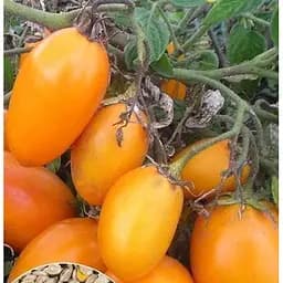 Насіння Весна на вагу Томат Золотий потік ціна за 1 г (22179)
