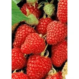 Саженец Agro-Market LMTD Малина ремонтантная Zefa Herbsternte (сортовая, укорененная) высота 50-70см из Нидерландов 1 шт. в упаковке (184892)