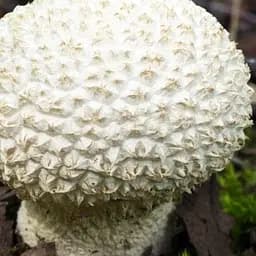 Сухий зерновий міцелій "Головач мішкуватий" 100г (45567)