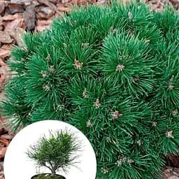 Сосна гірська Agro-Market Varella С3 висота 20-30 см 166992 1 саджанець в упаковці