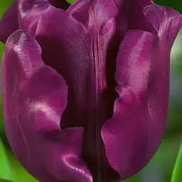 Тюльпан "Crown Of Negrita" (50739) 2 шт