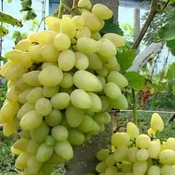 Саженец Agro-Market Виноград Зрница (ранний срок созревания, осы практически не трогают) 1 шт.