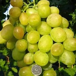 Саженец Agro-Market Виноград Синдикат (ранний срок созревания, большой, морозостойкий) 1 шт. в упаковке (158233)