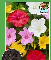 Насіння Весна Мірабіліс Нічна красуня 0.5 г (12275)