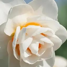 Нарцис "Gay Tabor" (181283) 2 шт