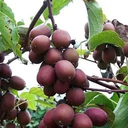 Саджанець Agro-Market Актинідія Кінс Ред (міні-ківі, морозостійкий сорт) 1 саджанець (43947)