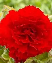 Клубень Agro-Market Бегония Фимбриата красный 1 шт. (19971)