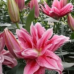 Лілія Розовидна «Roselily Talissa» (72300) 1 шт