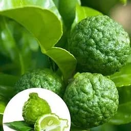 LMTD Каффир-Лайм Agro-Market (садник 2 года) (62337) 1 саженец в упаковке комнатный Нидерланды