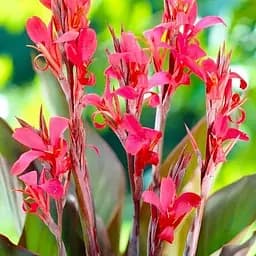 Канна темнолиста «Red Stripe» (190737) 1 шт