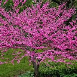 Церцис канадський Agro-Market 2-річний 190270 1 саджанець в упаковці