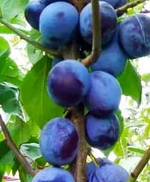 Саджанець Agro-Market Слива колоновидна Анже Ексклюзив 1 шт. в упаковці (21347)