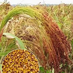 Сорго віничне ТМ "Весна"  30г (21970)