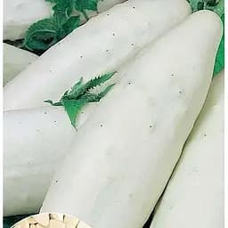 Насіння Весна на вагу Огірок Китайський білий ціна за 2 г (26465)