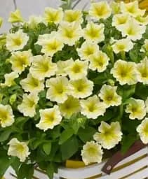 Саджанець Agro-Market Сурфінія Impulz Yellow 1 шт. в упаковці (176656)