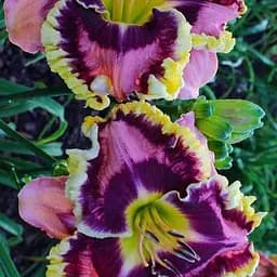 Лилейник "My Friend Phil" (сортовой укорененный в контейнере С1,2) (186034) 1 саженец