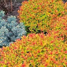 Саджанець Agro-Market Спірея Японська 2-х річна Goldflame вазон С5, висота 20-40см (115617)