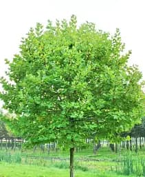 Саджанець Agro-Market Платан кленолистий Нispanica С5 висота 200-250 см 1 шт. в упаковці (180161)