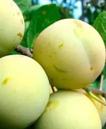 Саджанець Agro-Market Слива матово-біла Ранкова зоря (Morning dawn) (преміальний високоврожайний сорт, ранній термін дозрівання) 1 шт. в упаковці (48922)