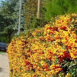 Саджанець Agro-Market Піраканта (живопліт) Teton (52797)