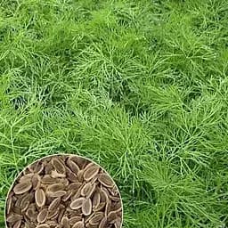 Насіння Agro-Market Кріп Кущовий на вагу ціна за 20 г (13352)