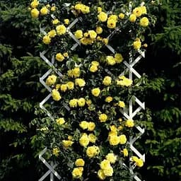 Троянда плетиста Agro-Market Lucia саджанець класу АА+ вищий сорт 1 шт. в упаковці (17463)