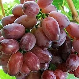 Саджанець Agro-Market Виноград Марадона (середній термін дозрівання, сорт добре підходить для зимового зберігання) 1 шт. в пакуванні (20373)