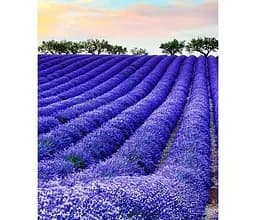 Саджанець Agro-Market Лаванда англійська вузьколиста Міс Катерин (Miss Katerine) (44326) 1 шт. в упаковці