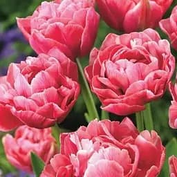 Тюльпан "Aveyron" (186227) 2 шт