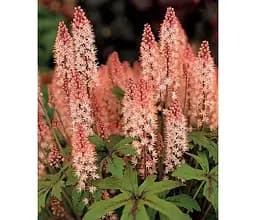 Саджанець Agro-Market Тіарелла серцелиста Pink Skyrocket вазон С2 (153741) 1 шт. в упаковці