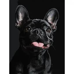 Картина по номерам Strateg Французский черный бульдог на черном фоне 30х40 см (FH-32)