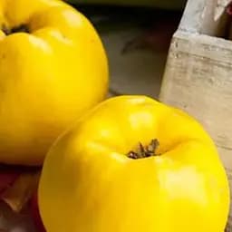 Саджанець Agro-Market Айва яблуневидна Кодрянка (осінній сорт, ранній термін дозрівання) (20945) 1 шт. в упаковці - мініатюра 3