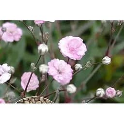 Гипсофила розовая Весна 2г (13287)