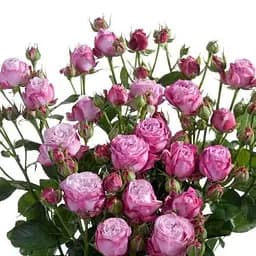 Троянда дрібноквіткова (спрей) Agro-Market Lady Bombastic саджанець класу АА+ вищий сорт 1 шт. в упаковці (37224)