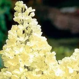 Саджанець Agro-Market Бузок лимонно-жовтий Аромат щастя (преміальний крупноквітковий сорт) (48088)