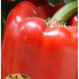 Насіння Весна на вагу Перець Переселенець ідеал ціна за 1 г (22047)